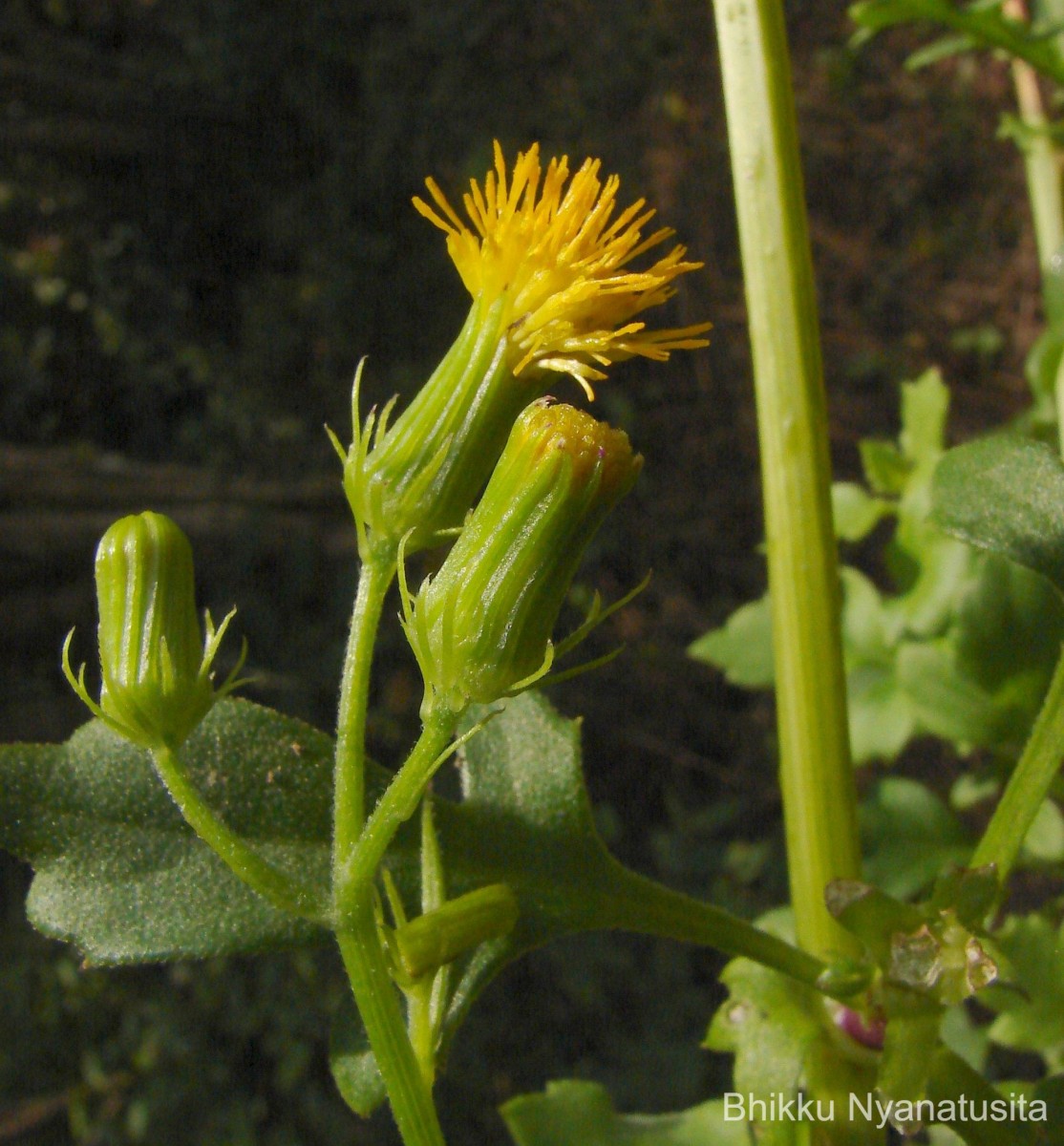 Gynura lycopersicifolia DC.